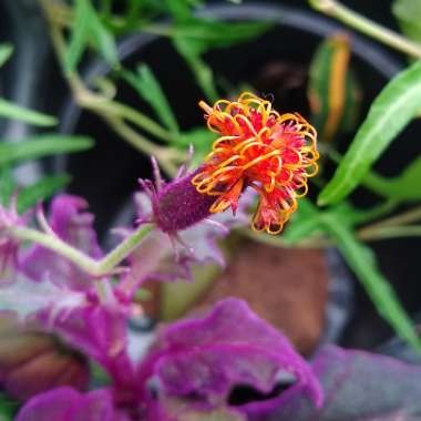 Gynura Aurantiaca 'Purple Passion'