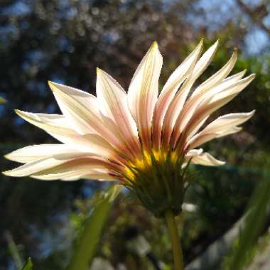 Gazania