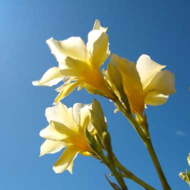 Nerium oleander