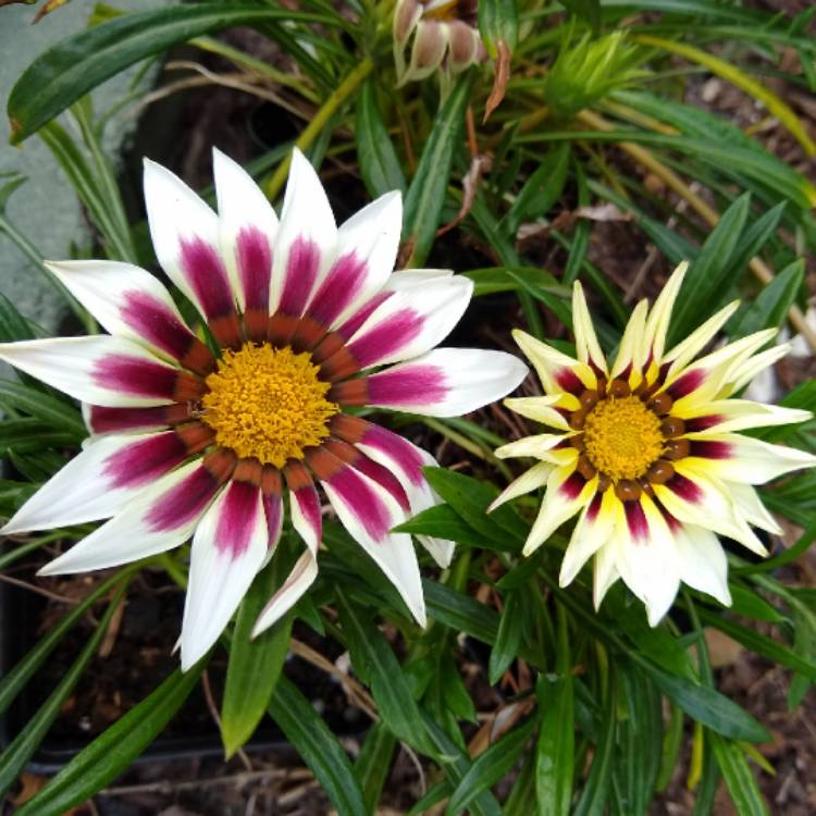 plant image 1241650 plant image 1241650