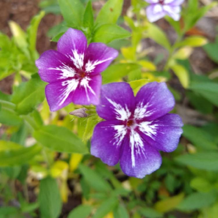 plant image 1241652 plant image 1241652