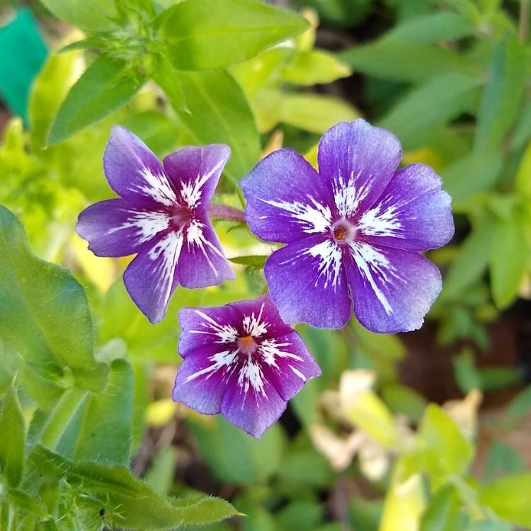 plant image 1242422 plant image 1242422
