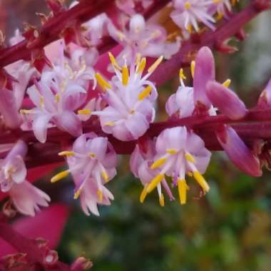 Cordyline fruticosa