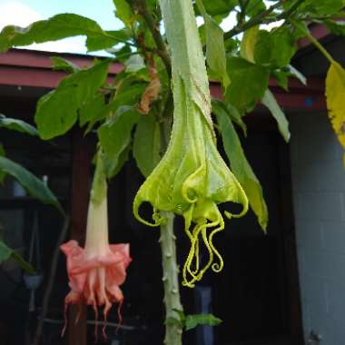 Brugmansia