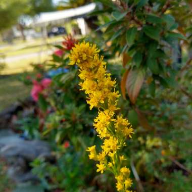 Solidago Sempervirens