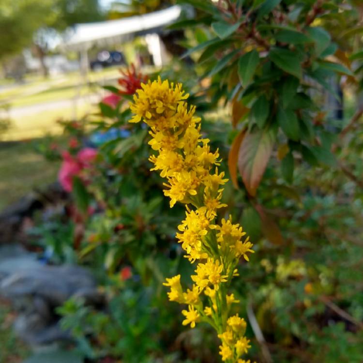 plant image 1250157