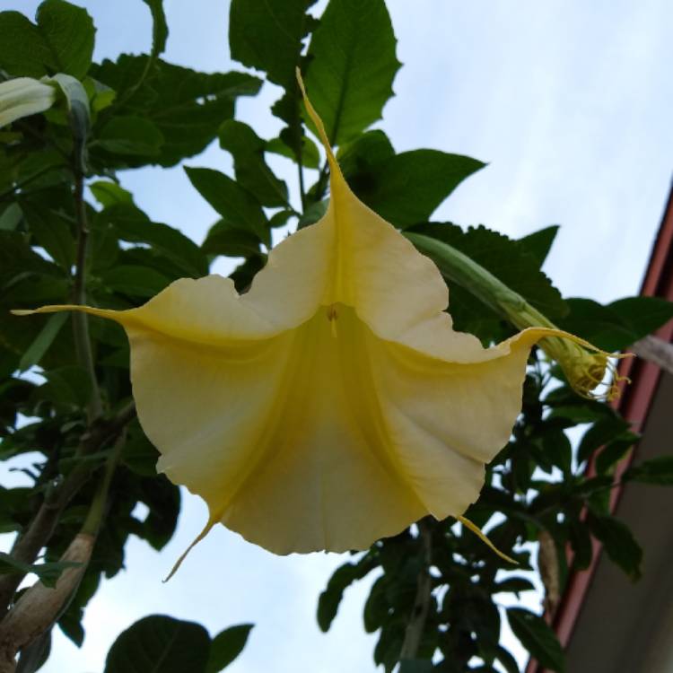 plant image 1251069 plant image 1251069