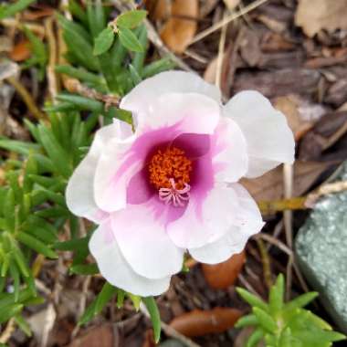 Portulaca grandiflora