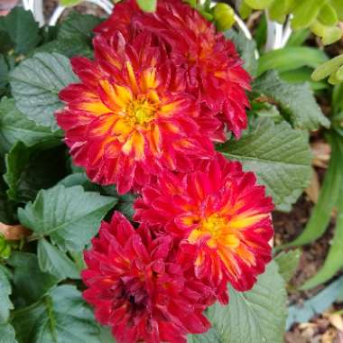 Dahlia