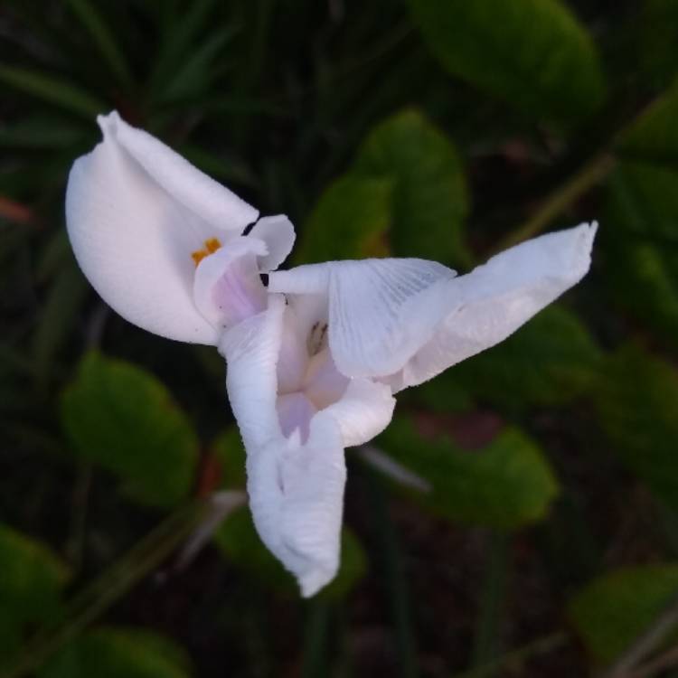 plant image 1254672 plant image 1254672