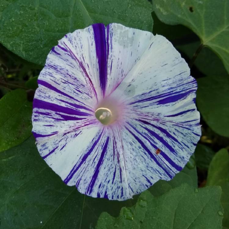 plant image 1256228 plant image 1256228