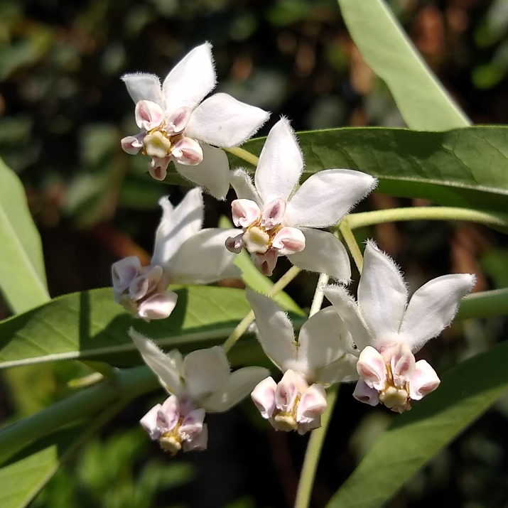 plant image 1256269 plant image 1256269