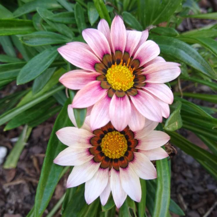 plant image 1257513 plant image 1257513