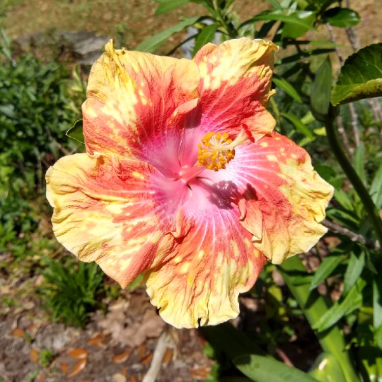 plant image 1257515 plant image 1257515