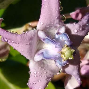 Calotropis gigantea