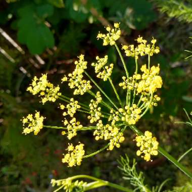 Foeniculum vulgare
