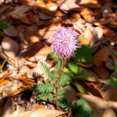 Mimosa pudica