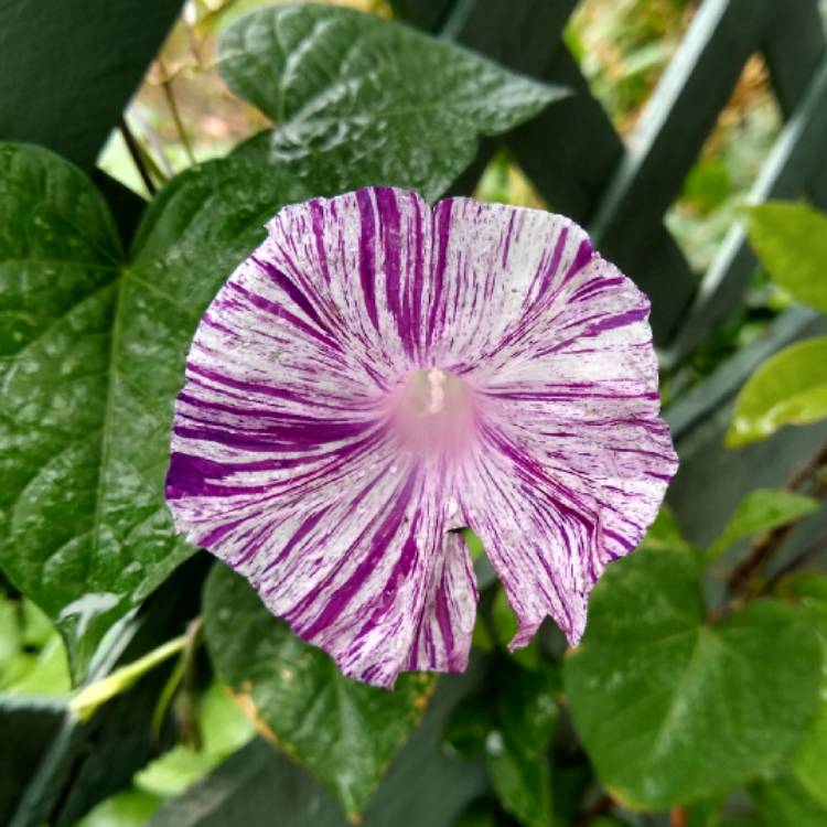 plant image 1260697 plant image 1260697