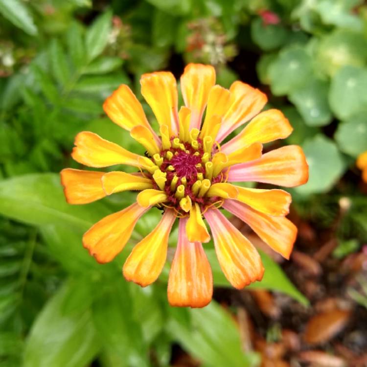 plant image 1260700 plant image 1260700