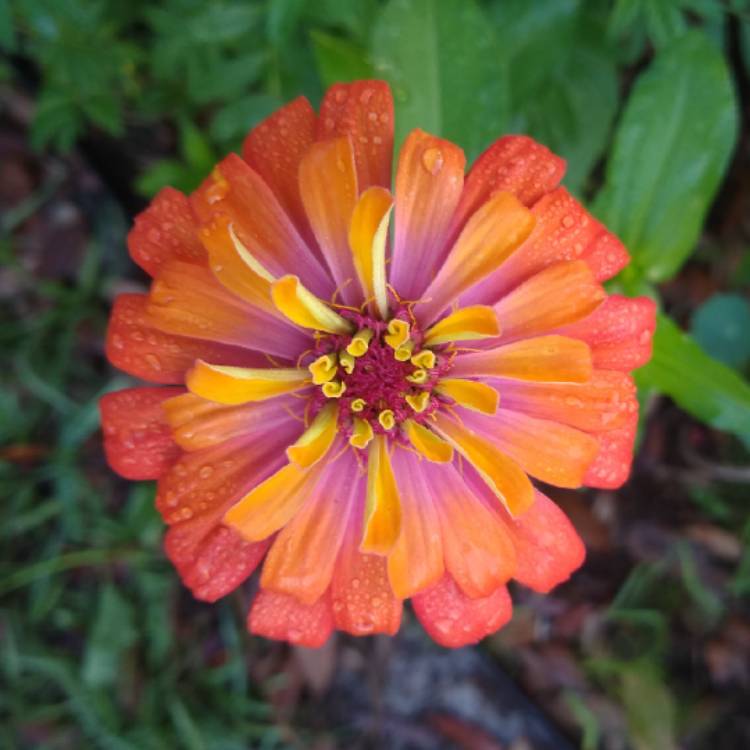 plant image 1262209 plant image 1262209