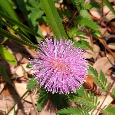 Mimosa pudica