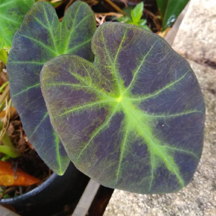 plant image 1265220