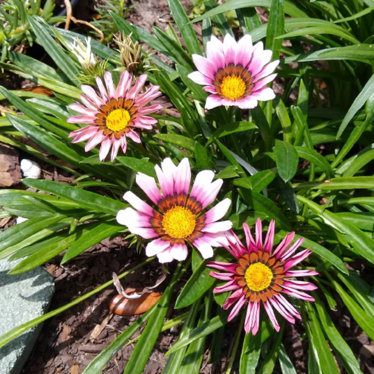 plant image 1266511 plant image 1266511
