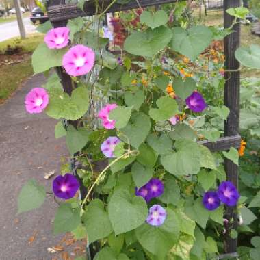 Ipomoea
