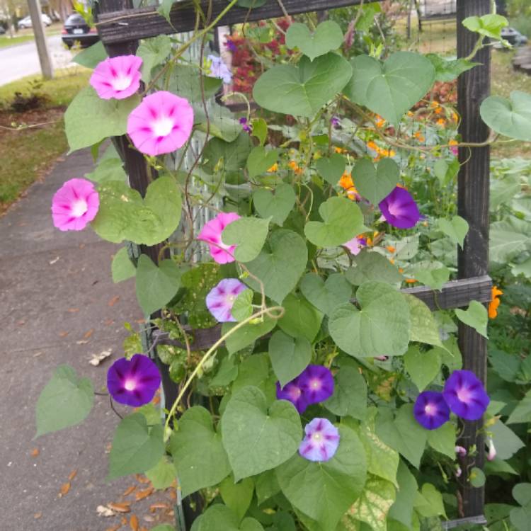 plant image 1267627 plant image 1267627