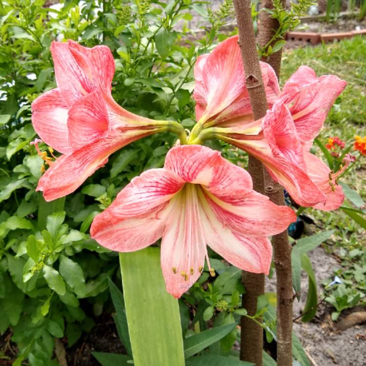 plant image 1269363 plant image 1269363