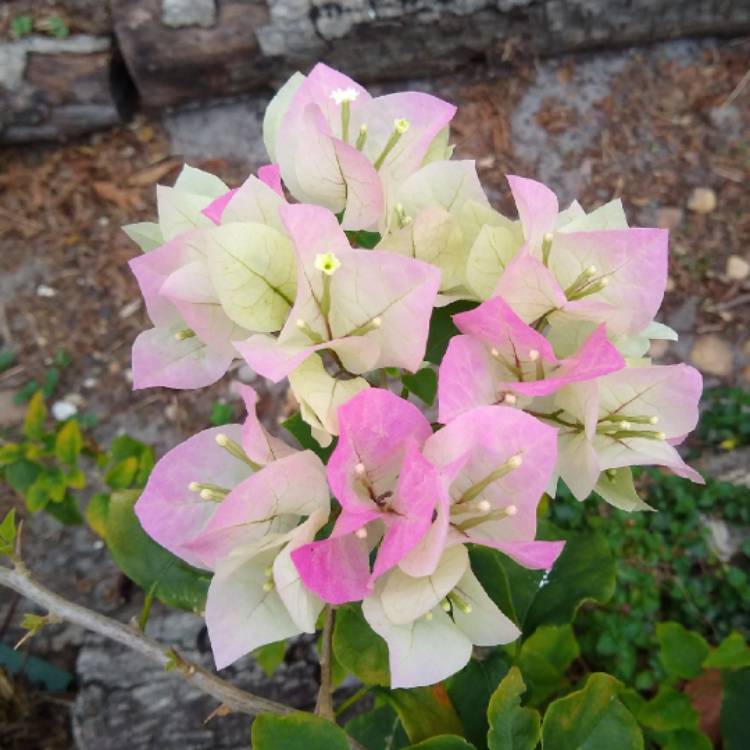 plant image 1270284 plant image 1270284