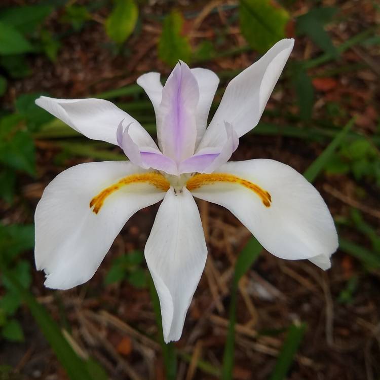 plant image 1272525 plant image 1272525