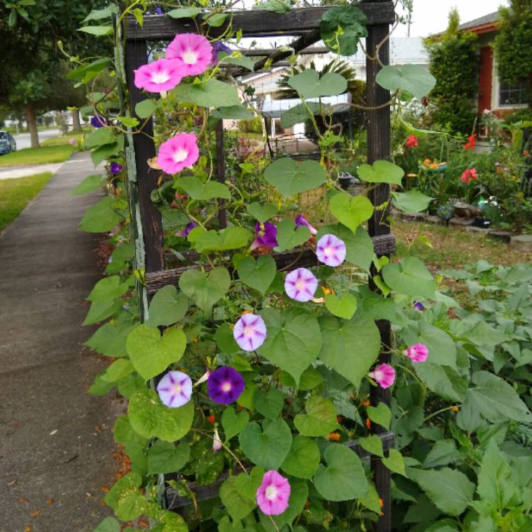 plant image 1272551 plant image 1272551