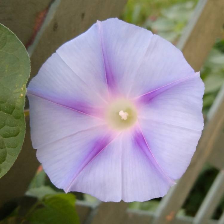 plant image 1272808 plant image 1272808