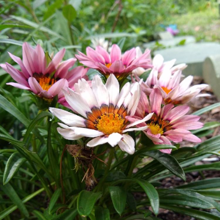 plant image 1272810 plant image 1272810