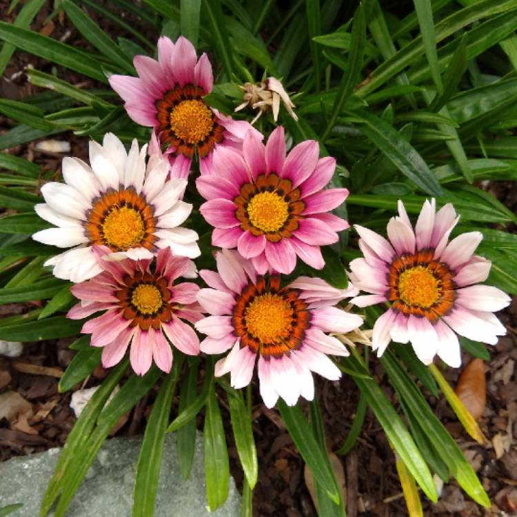 plant image 1272811 plant image 1272811