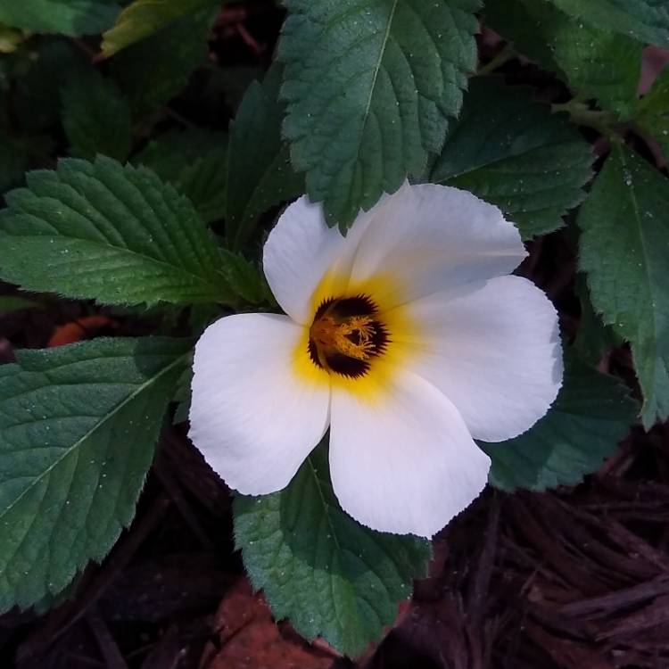 plant image 1273759