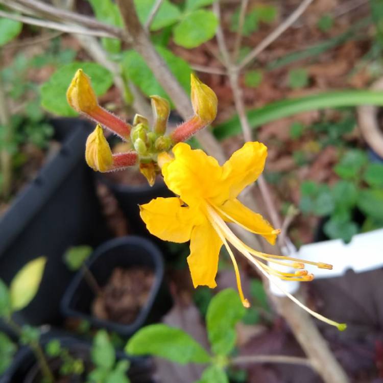 plant image 1276618 plant image 1276618
