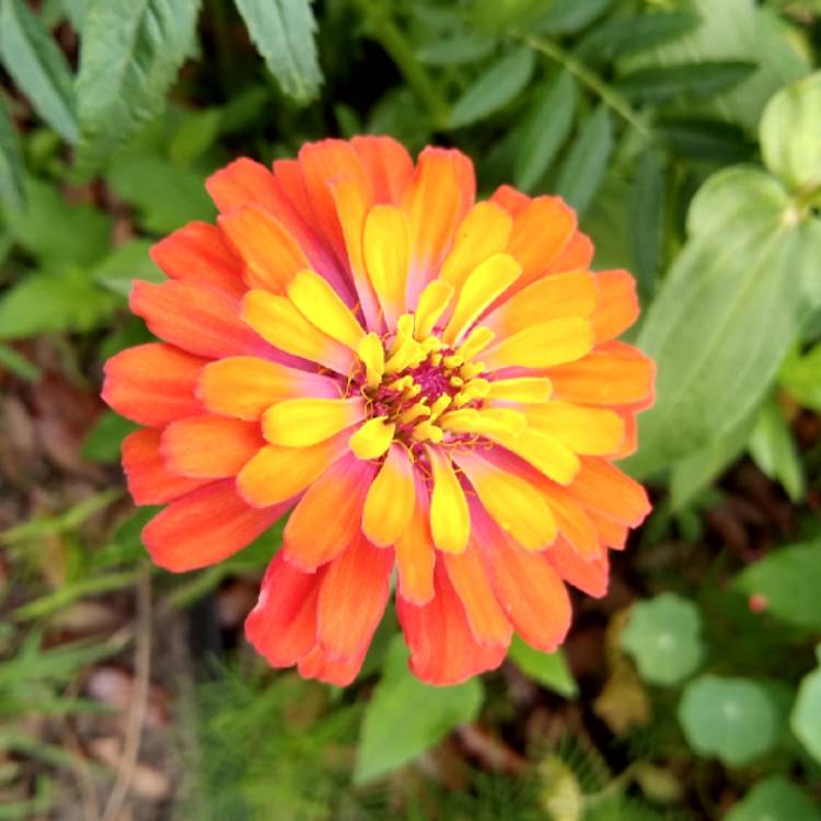 plant image 1279199 plant image 1279199