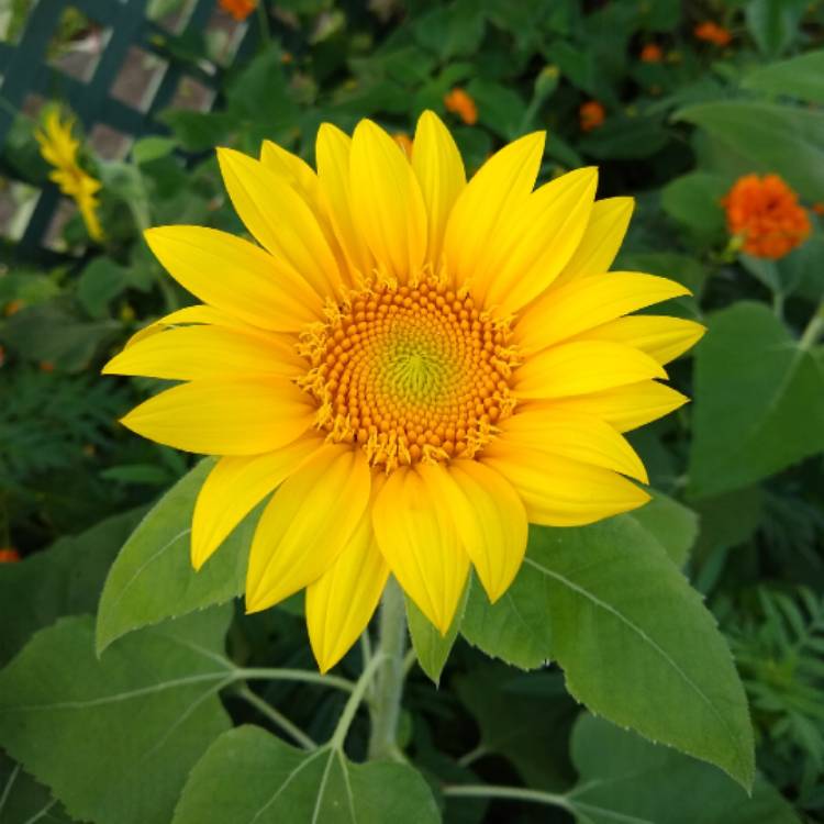 plant image 1280146