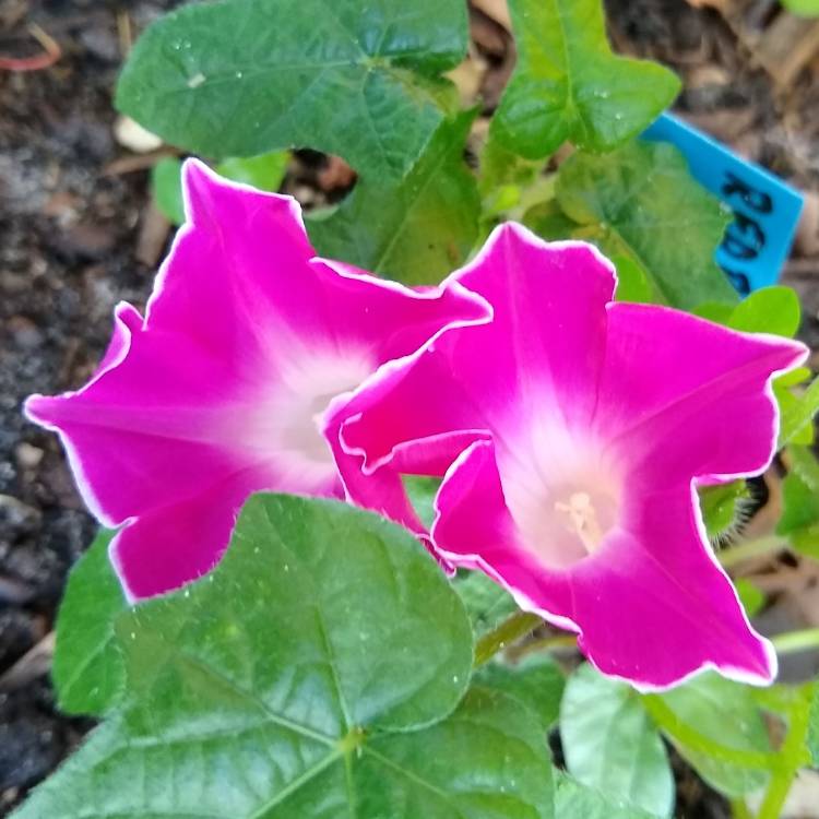 plant image 1285753 plant image 1285753