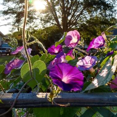 Ipomoea