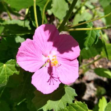 Pavonia lasiopetala