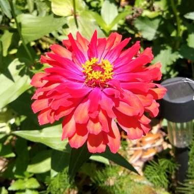 Zinnia elegans
