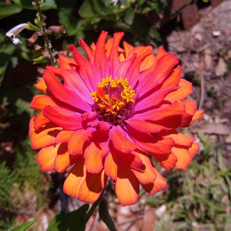 plant image 1292528 plant image 1292528