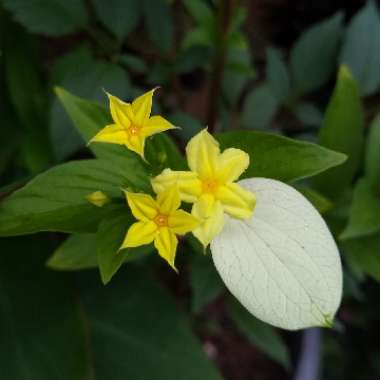 Mussaenda Glabra