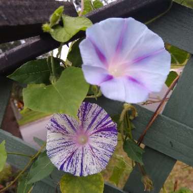 Ipomoea Purpurea Carnevale Di Venezia
