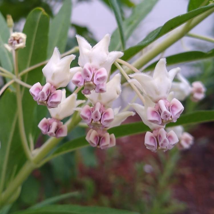 plant image 1295058 plant image 1295058