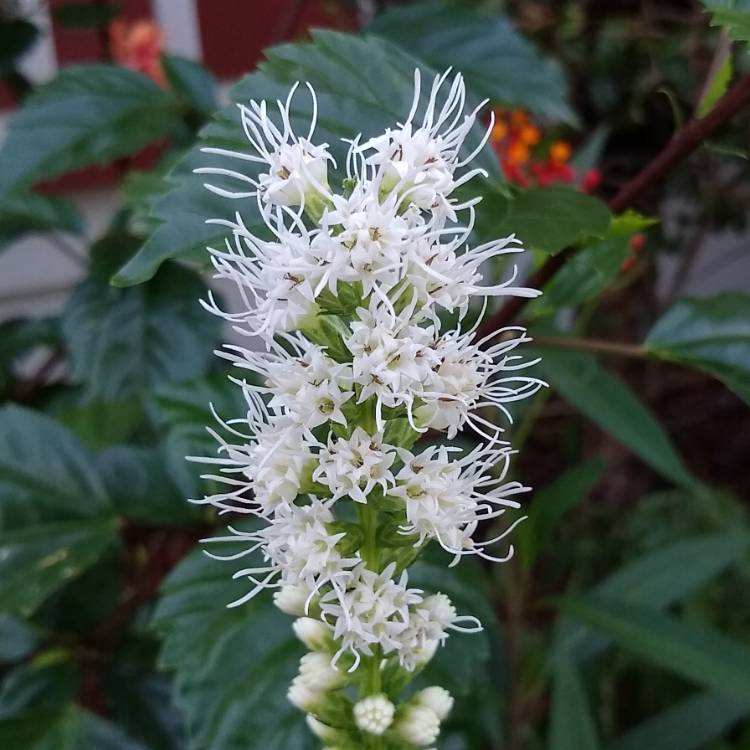 plant image 1296258 plant image 1296258