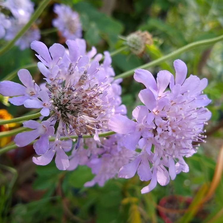 plant image 1298541 plant image 1298541